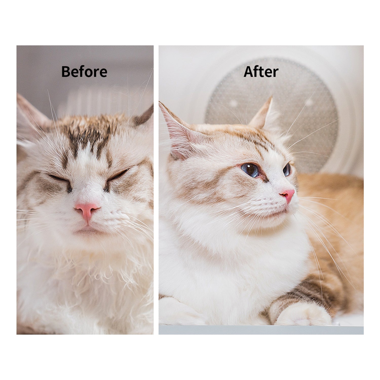 Pre-sale：AirSalon Max Pro Pet Dryer Box -EU plug
